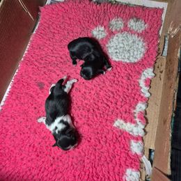 Jimmy - Black male Pekingese puppy in Pittsburgh, Pennsylvania from Wyn-d-hill pekingese