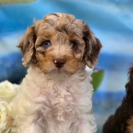 Marvel - Brown roan and tan male Cockapoo puppy in Depew, Oklahoma from Poodles Perfected