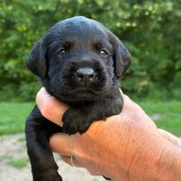Eloise - Black female Labrador Retriever puppy in Isle, Minnesota from Dog Ear Outfitters
