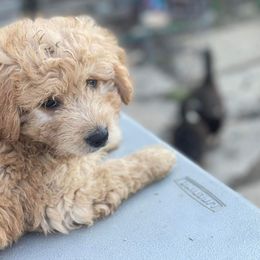 Aussiedoodles, Australian Shepherds, and Bernedoodles from Soap Creek Kennels