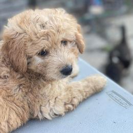 Aussiedoodles, Australian Shepherds, and Bernedoodles from Soap Creek Kennels