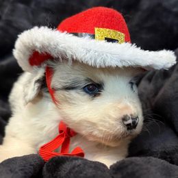 Leo - Blue merle male Australian Shepherd puppy in Grove, Oklahoma from Dollface Aussies