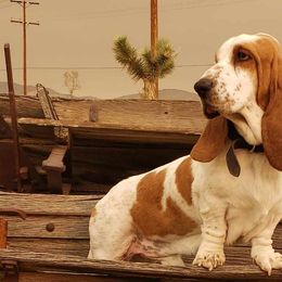 Basset Hounds from Seussorie of Puddle Pups