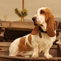 Basset Hounds from Seussorie of Puddle Pups