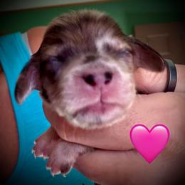 Yoneeke Mijenta - Dapple female Dachshund puppy in Cadillac, Michigan from Winzig Ranch