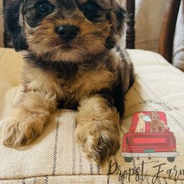 Assorted Doodle Crosses Puppies from Propst Farm Doodles