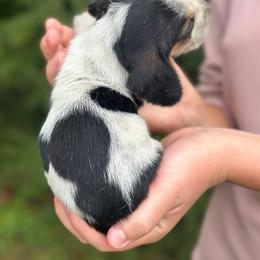 Female 1 - Black brown and white female Basset Hound puppy in Lindley, New York from Hill Top Basset Hounds & Cane Corso
