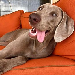 Long Haired Weimaraners and Weimaraners from Wiregrassweimaranerstoo
