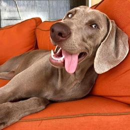 Long Haired Weimaraners and Weimaraners from Wiregrassweimaranerstoo