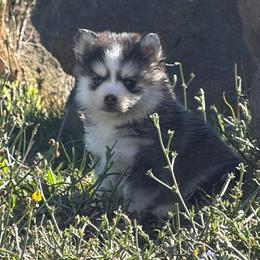 Lucy - Tri-color female Pomsky puppy in Mc Minnville, Oregon from West Coast Pomskies