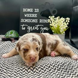 Faith - Red merle female Australian Shepherd puppy in Thornton, Colorado from 303 Aussies