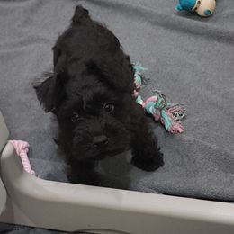 Kiara - Black female Miniature Schnauzer puppy in Piedmont, Oklahoma from J&K's Miniature Schnauzers