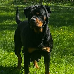 Esperanza - Rottweiler