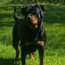 Esperanza - Rottweiler