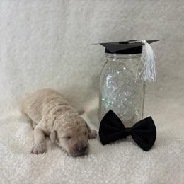 Dean - Apricot male Goldendoodle puppy in Camden, North Carolina from Oopsie Doodles of NC