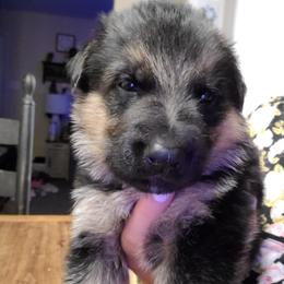 Blue - Black and red male German Shepherd puppy in Coatesville, Pennsylvania from Jessica's German Shepherds