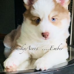 Pomsky Puppies from Pomsky Acres