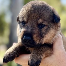 Sierra - Sable female German Shepherd puppy in Sonora, California from Elite Haus K9