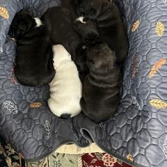 French Bulldog Puppies from Pipsters of North Carolina