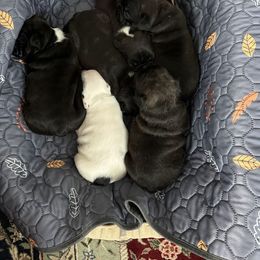 French Bulldog Puppies from Pipsters of North Carolina