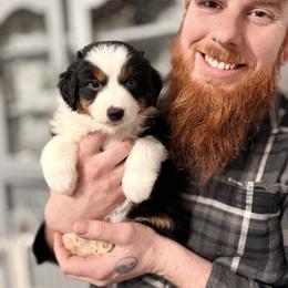 Mochi - Black tri female Miniature American Shepherd puppy in Olympia, Washington from Shamayim Shepherds