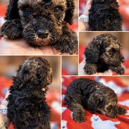 Mario - Black male Poodle puppy in Athens, Tennessee from Paws & Kisses