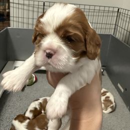 Girl 2 - Blenheim female Cavalier King Charles Spaniel puppy in Washington, North Carolina from Farmhouse Cavaliers NC