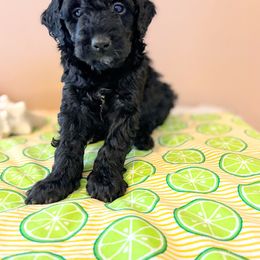 Aussiedoodle, Bernedoodle, and Poodle Puppies from Sis' Doodles & Poodles
