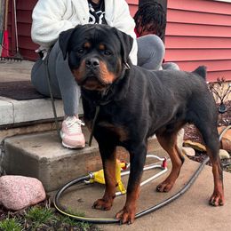 Tank - Rottweiler