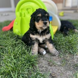 Bernedoodle and Poodle Puppies from Doggy Darlins