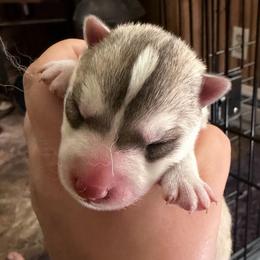 Girl 2 - Gray and white female Siberian Husky puppy in Amery, Wisconsin from Sovereign Siberians