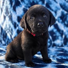 Autumn (Red Collar) - Black female Dilute Retriever puppy in Baldwin City, Kansas from Hedge Lane Labradors
