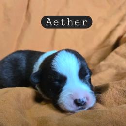 Aether - Black and white male Cardigan Welsh Corgi puppy in Granite Falls, Washington from Mountain Paws Cardigan Welsh Corgis
