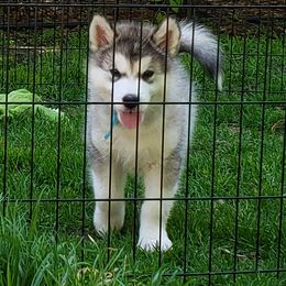 Alaskan Malamute Puppies from Delphi Alaskan Malamutes