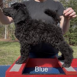 Blue Boy - Blue male Poodle puppy in Tullahoma, Tennessee from Urban Hero Poodles