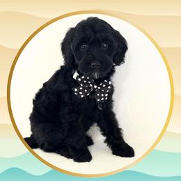 Crab - Black male Goldendoodle puppy in Redmond, Oregon from Bourbon and Lace Doodles