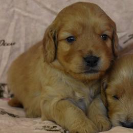 Female 1 of 3 - Apricot female Goldendoodle puppy in Macedon, New York from Toodles Goldendoodles