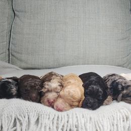 Aussiedoodles, Bernedoodles, Cockapoos, and Schnoodles from Perry's doodles