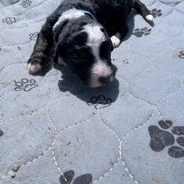Navy bean - Blue - Black and white male Aussiedoodle puppy in Eolia, Missouri from Barefoot Kennel