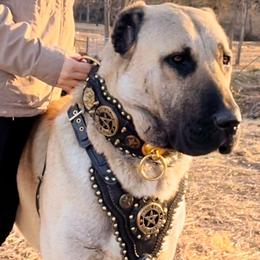 Turkish Boz Shepherds from Urmah Kennel