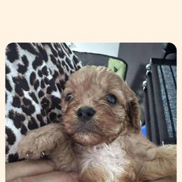 Cavapoo All Grown Up from Carolina Canines