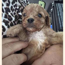 Cavapoo All Grown Up from Carolina Canines