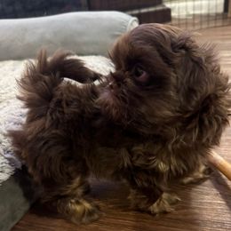 Boy 1 - Chocolate and tan male Shih Tzu puppy in Lakeland, Florida from The Townsend Tzu