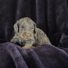 Mistletoe - Merle male Goldendoodle puppy in Waynesboro, Virginia from Forest Creek Kennel