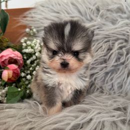 Vivienne - Gray and white female Pomsky puppy in La Verne, California from Red Cedar Pomskies