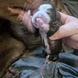 Momma Fortuna - Panda female German Shepherd puppy in Olean, New York from F&B Kennels