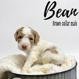 Bean - Parti male Goldendoodle puppy in Taylorsville, North Carolina from Doggone Dixie Doodles