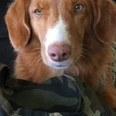 Nova Scotia Duck Tolling Retrievers from Healing Towards Heeling