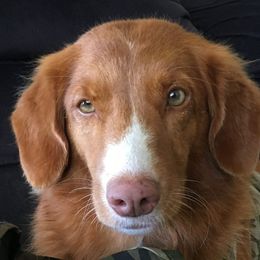 Nova Scotia Duck Tolling Retrievers from Healing Towards Heeling