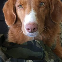 Nova Scotia Duck Tolling Retrievers from Healing Towards Heeling